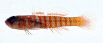 Image of Trimmatom pharus (Lifehouse dwarfgoby)