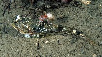 Image of Icelus bicornis (Twohorn sculpin)