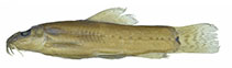 Image of Traccatichthys punctulatus (Spotted traccatichthys)