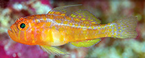 Image of Trimma putrai (Putra’s pygmygoby)