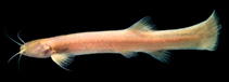 Image of Trichomycterus rosablanca 