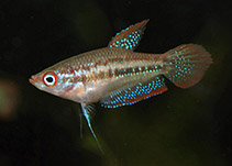 Image of Trichopsis schalleri (Threestripe gourami)