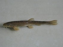 Image of Triplophysa stolickai (Tibetan stone loach)