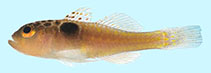 Image of Trimma tauroculum (Bullseye pygmygoby)