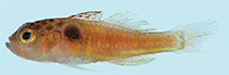 Image of Trimma tauroculum (Bullseye pygmygoby)