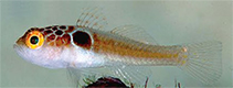 Image of Trimma tauroculum (Bullseye pygmygoby)