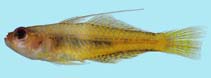 Image of Trimma taylori (Yellow pygmygoby)