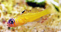 Image of Trimma trioculatum (Three-eyed pygmygoby)