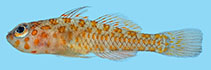 Image of Trimma ukkriti (Ukkrit’s pygmygoby)