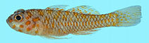 Image of Trimma ukkriti (Ukkrit’s pygmygoby)