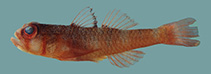 Image of Trimma unisquame (Blackmargin pygmygoby)