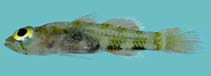 Image of Trimmatom zapotes (Hard-drinking atomgoby)