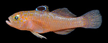 Image of Trimma zurae (Marg’s pygmygoby)