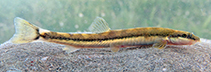 Image of Turcinoemacheilus minimus (Ceyhan loach)