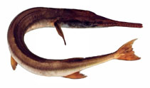 Image of Tylosurus gavialoides (Stout longtom)