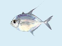 Image of Atropus aurochs (Silvermouth trevally)