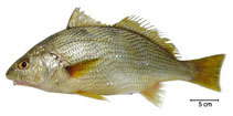 Image of Umbrina canosai (Argentine croaker)