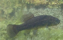 Image of Umbra krameri (Mudminnow)