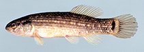 Image of Umbra pygmaea (Eastern mudminnow)