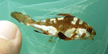 Image of Umbrina steindachneri (Steindachner\