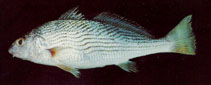 Image of Umbrina xanti (Polla drum)