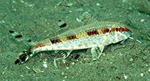 Image of Upeneus margarethae (Margaretha\