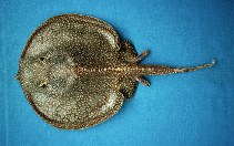 Image of Urobatis tumbesensis (Tumbes round stingray)