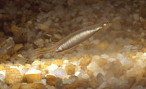 Image of Vandellia cirrhosa (Candiru)