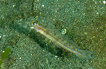 Image of Vanderhorstia cyanolineata 