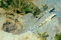 Image of Vanderhorstia delagoae (Candystick goby)