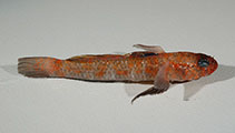 Image of Vanneaugobius dollfusi (Dollfus’ goby)