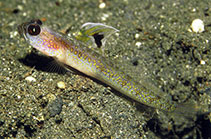 Image of Vanderhorstia dorsomacula (Dorsalspot shrimpgoby)