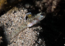 Image of Vanderhorstia dorsomacula (Dorsalspot shrimpgoby)