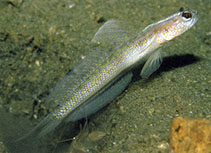 Image of Vanderhorstia dorsomacula (Dorsalspot shrimpgoby)