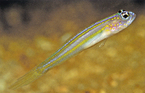 Image of Vanderhorstia flavilineata (Yellow-lined shrimpgoby)