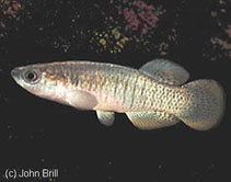 Image of Valencia hispanica (Valencia toothcarp)