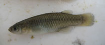 Image of Valencia letourneuxi (Corfu toothcarp)