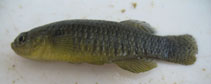 Image of Valencia letourneuxi (Corfu toothcarp)