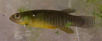 Image of Valencia letourneuxi (Corfu toothcarp)