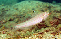 Image of Valenciennea muralis (Mural goby)