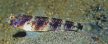 Image of Vanderhorstia papilio (Butterfly shrimpgoby)