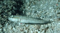 Image of Valenciennea parva (Parva goby)