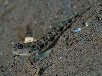 Image of Vanderhorstia phaeosticta (Yellowfoot shrimpgoby)