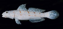 Image of Valenciennea puellaris (Maiden goby)