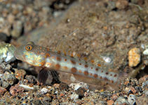 Image of Valenciennea puellaris (Maiden goby)