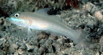 Image of Valenciennea randalli (Greenband goby)