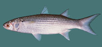 Image of Crenimugil seheli (Bluespot mullet)