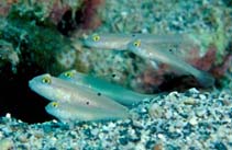 Image of Valenciennea sexguttata (Sixspot goby)