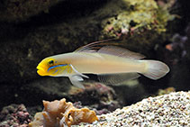 Image of Valenciennea strigata (Blueband goby)