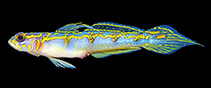 Image of Vanderhorstia vandersteene (Electric shrimpgoby)